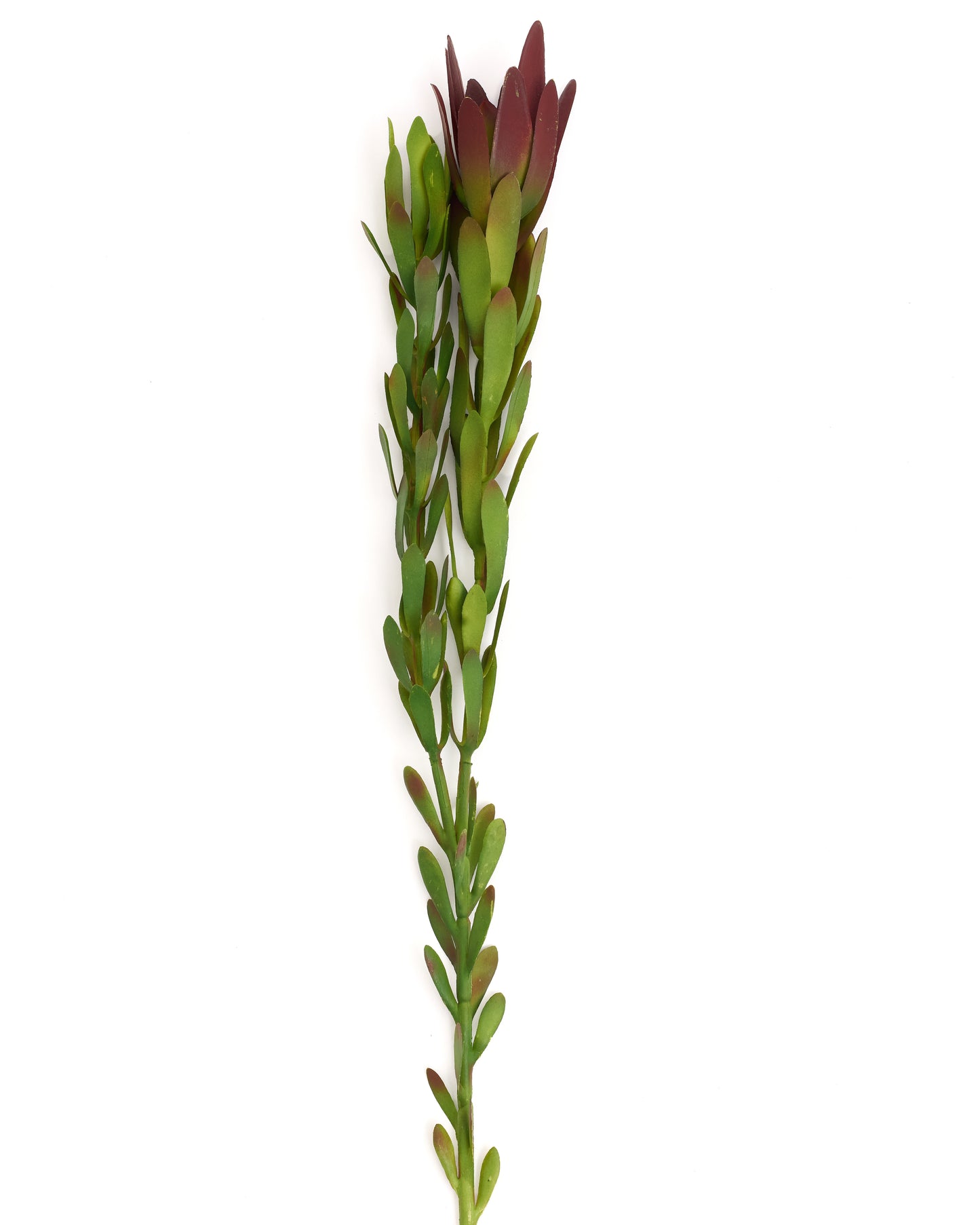 Artificial Leucadendron Salignum Flower