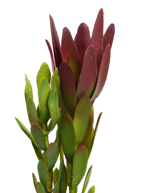 Artificial Leucadendron Salignum Flower
