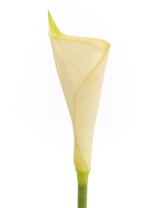 Artificial Calla Lily Flower